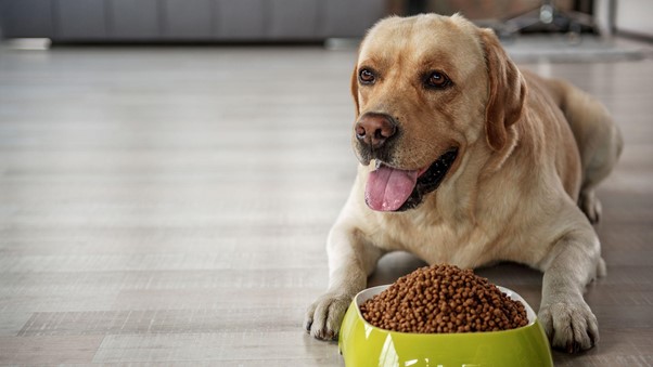 A Comprehensive Guide to Feeding for Weight Control in Dogs