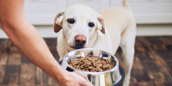 The Right Way to Transition Your Dog To A New Diet