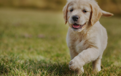 Find a Puppy Today! Same day drone delivery available.