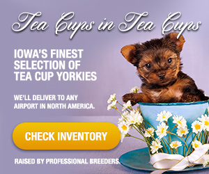 Tea Cups in Tea Cups. Iowa's finest selection of Tea Cup Yorkie puppies. Check inventory.