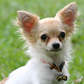 Buy a Chihuahua Puppy