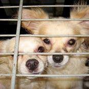 Buy a Chihuahua Puppy