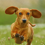 Buy a Dachshund Puppy