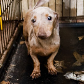Buy a Dachshund Puppy