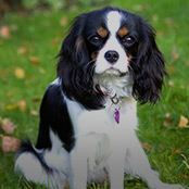 Buy a Cavalier King Charles Spaniel Puppy