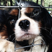 Buy a Cavalier King Charles Spaniel Puppy