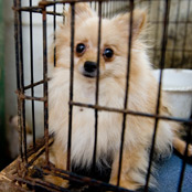 Buy a Pomeranian Puppy