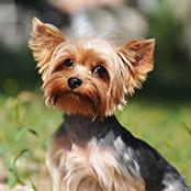 Buy a Yorkie Puppy