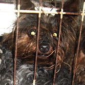 Buy a Yorkie Puppy